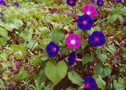 image of Ipomoea purpurea, Common Morning Glory