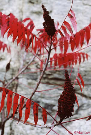 image of Rhus glabra, Smooth Sumac, Common Sumac