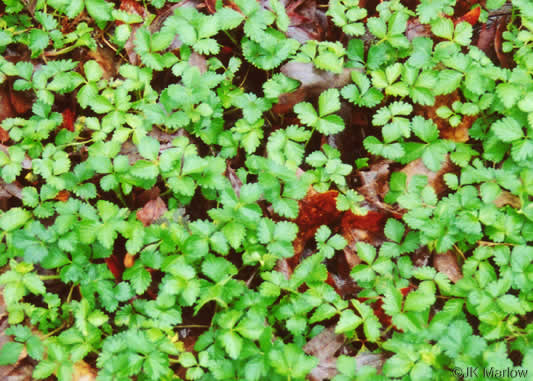 image of Potentilla indica, Indian Strawberry, Mock Strawberry