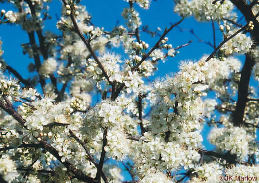 image of Prunus angustifolia, Chickasaw Plum, Sandhill Plum, Florida Sand Plum, Sand Plum