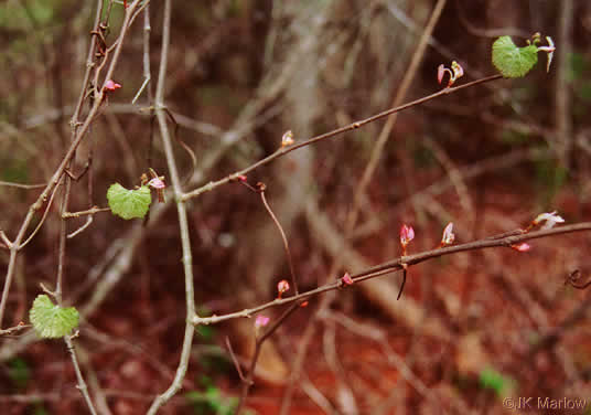 image of Muscadinia rotundifolia var. rotundifolia, Muscadine, Scuppernong