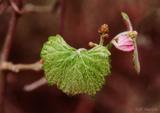 image of Muscadinia rotundifolia var. rotundifolia, Muscadine, Scuppernong