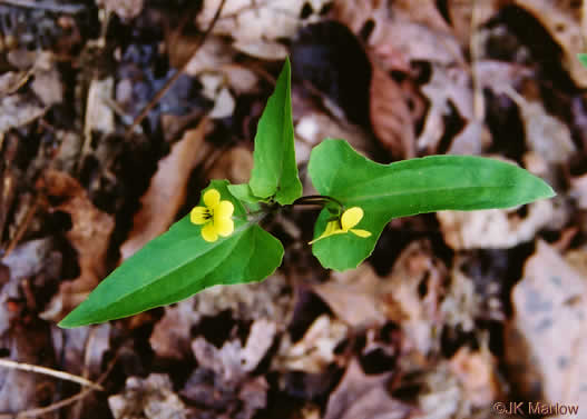 image of Viola hastata, Halberdleaf Violet, Halberdleaf Yellow Violet, Spearleaf Violet, Silverleaf Violet