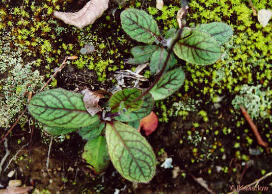 image of Hieracium venosum, Rattlesnake Hawkweed, Rattlesnake Weed, Veiny Hawkweed