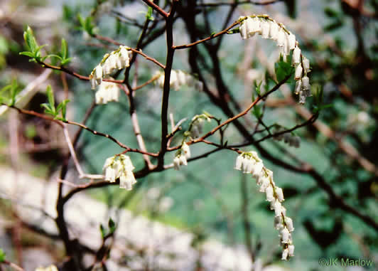 image of Eubotrys recurvus, Mountain Sweetbells, Mountain Fetterbush, Deciduous Fetterbush