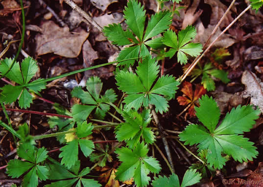 image of Potentilla canadensis, Dwarf Cinquefoil, Running Five-fingers