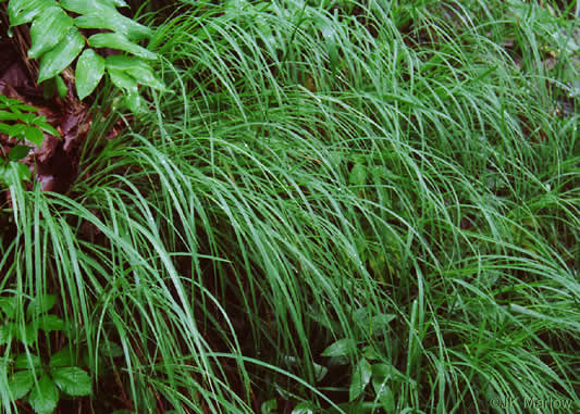 image of Carex biltmoreana, Biltmore Sedge, Granite Dome Sedge