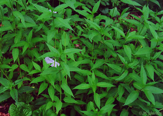 image of Monarda didyma, Scarlet Beebalm, Oswego Tea