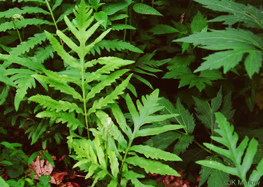 image of Onoclea sensibilis, Sensitive Fern, Bead Fern