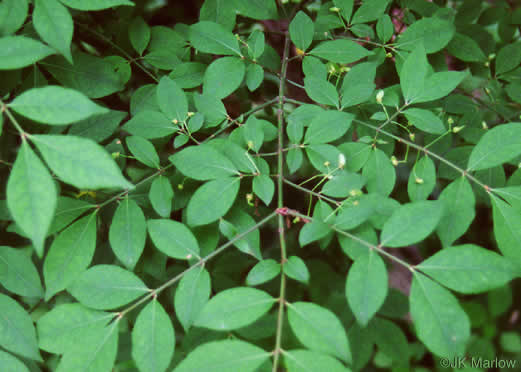 image of Euonymus americanus, Hearts-a-bustin', Strawberry-bush