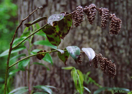 image of Leucothoe fontanesiana, Mountain Doghobble, Highland Doghobble, Switch-ivy