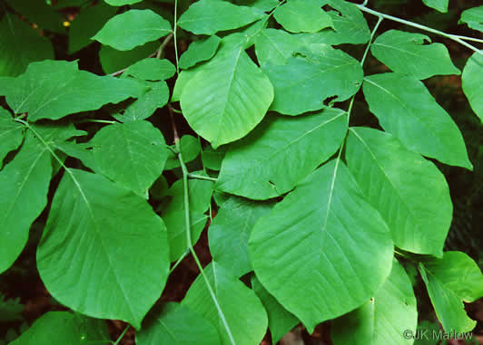 image of Cladrastis kentukea, Kentucky Yellowwood, Gopherwood