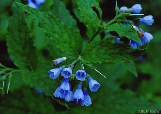 image of Symphytum asperum, Prickly Comfrey