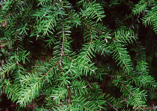 image of Tsuga caroliniana, Carolina Hemlock, Crag Hemlock