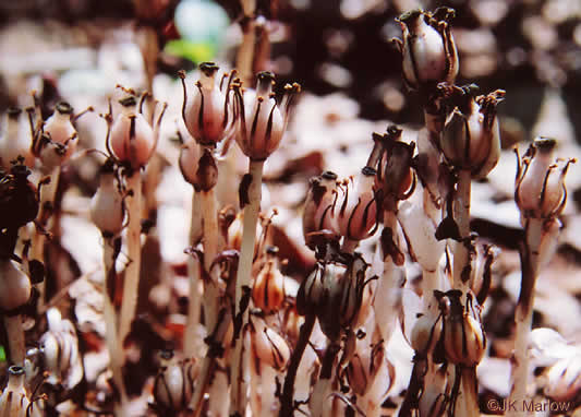 image of Monotropa uniflora, Indian Pipes, Ghost-flower, Common Ghost Pipes