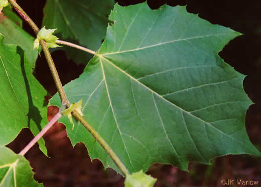 American Sycamore