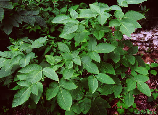 image of Ptelea trifoliata, Wafer-ash, Hoptree