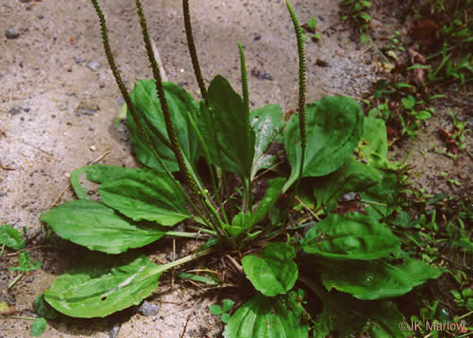 image of Plantago rugelii, American Plantain, Broad-leaved Plantain, Blackseed Plantain, Rugel’s Plantain