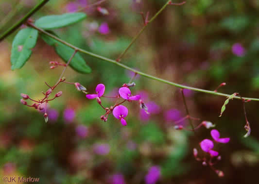 Desmodium paniculatum var. paniculatum, Panicled Tick-trefoil