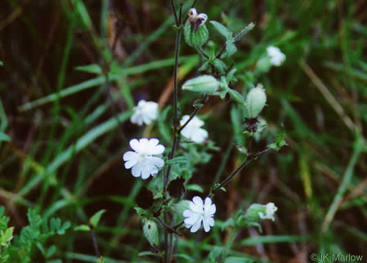 image of Silene latifolia, White Campion, Evening Campion, White Cockle, Evening Lychnis