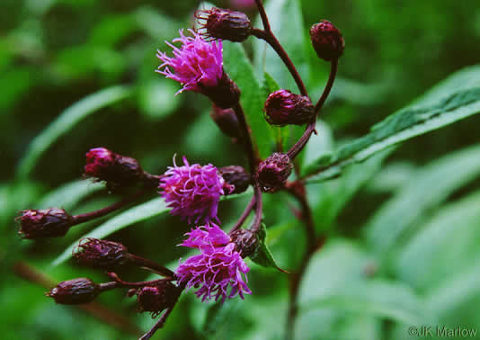 image of Vernonia noveboracensis, New York Ironweed