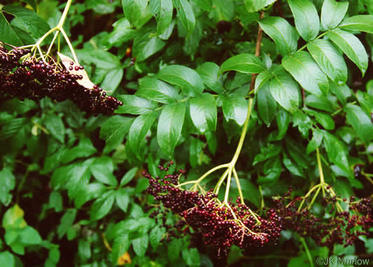 image of Sambucus canadensis, Common Elderberry, American Elder