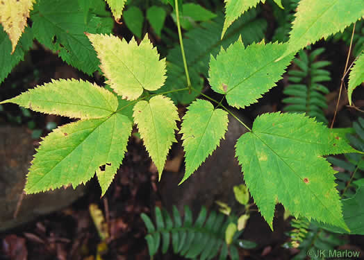 image of Astilbe biternata, Appalachian False Goatsbeard, Appalachian Astilbe