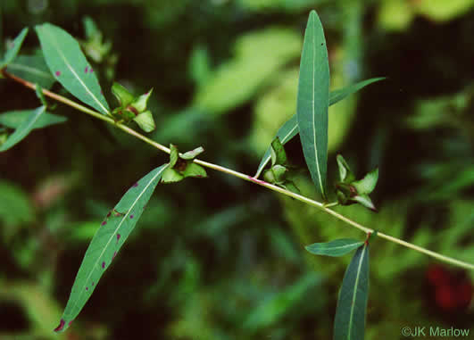 image of Ludwigia alternifolia, Alternate-leaf Seedbox, Bushy Seedbox