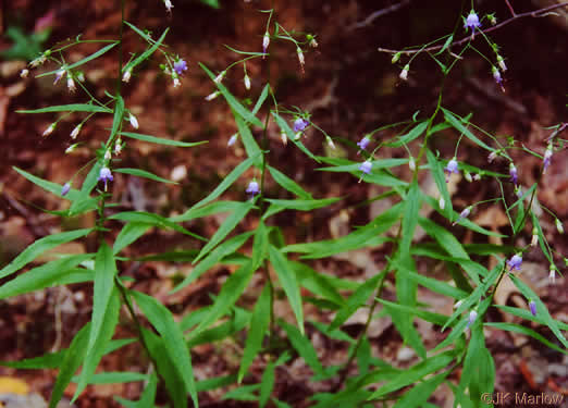 image of Campanula divaricata, Southern Harebell, Appalachian Bellflower