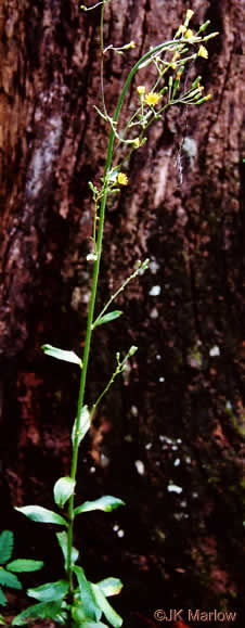 image of Hieracium gronovii, Hairy Hawkweed, Beaked Hawkweed