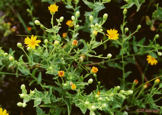 image of Heterotheca subaxillaris, Camphorweed