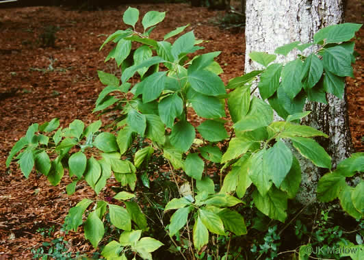 image of Callicarpa americana, American Beautyberry, French-mulberry, Beautybush