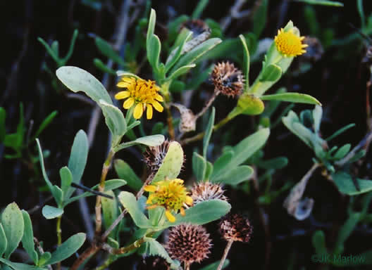 image of Borrichia frutescens, Silver Seaside Oxeye