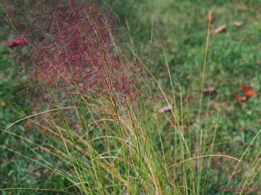 image of Muhlenbergia capillaris, Pink Muhlygrass, Upland Muhly, Hair-awn Muhly, Hairgrass