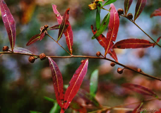 image of Ludwigia alternifolia, Alternate-leaf Seedbox, Bushy Seedbox