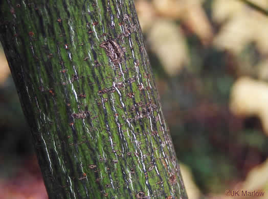 image of Acer pensylvanicum, Striped Maple, Moosewood