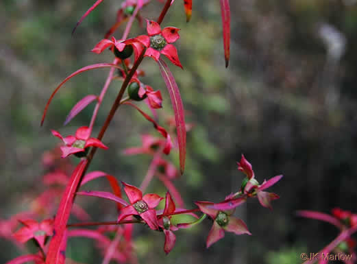 image of Ludwigia alternifolia, Alternate-leaf Seedbox, Bushy Seedbox