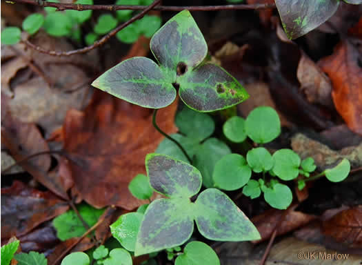 image of Hepatica acutiloba, Sharp-lobed Hepatica, Sharp-lobed Liverleaf