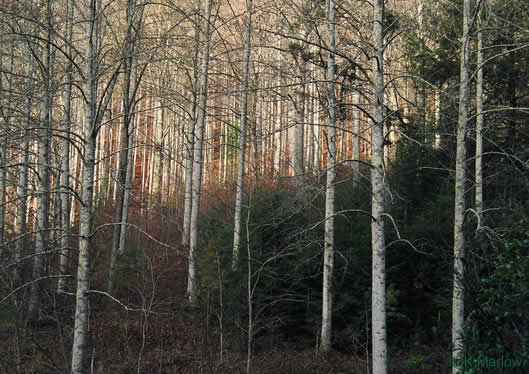 image of Liriodendron tulipifera var. tulipifera, Tulip-tree, Yellow Poplar, Whitewood