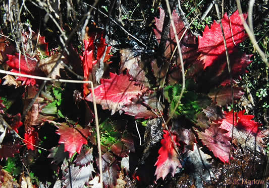 image of Micranthes petiolaris var. petiolaris, Michaux's Saxifrage, Cliff Saxifrage