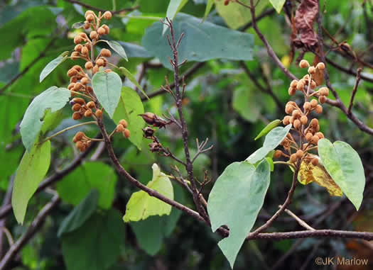 image of Paulownia tomentosa, Princess Tree, Empress Tree, Royal Paulownia