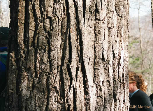 image of Quercus montana, Rock Chestnut Oak, Mountain Oak, Tanbark Oak