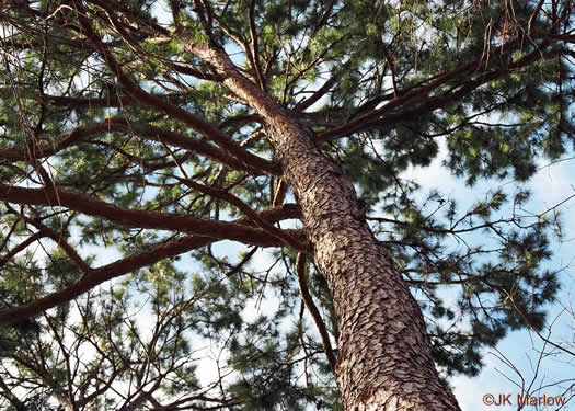 image of Pinus echinata, Shortleaf Pine, Yellow Pine, Rosemary Pine