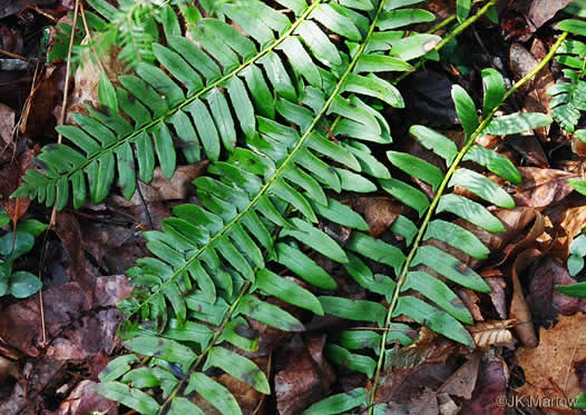 image of Polystichum acrostichoides, Christmas Fern