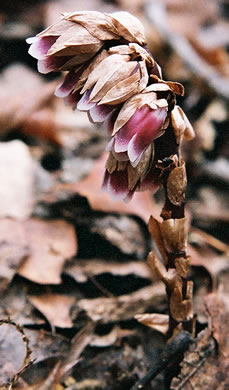 Appalachian Pygmy Pipes