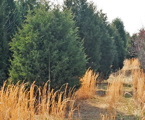 image of Juniperus virginiana, Eastern Red Cedar