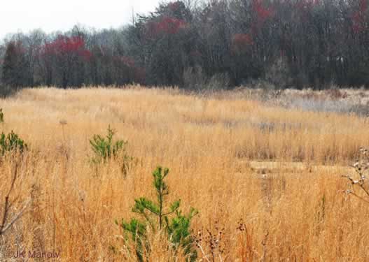 Broomsedge (Andropogon virginicus)