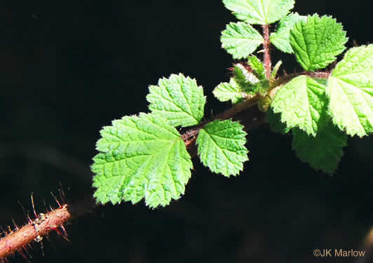 image of Rubus phoenicolasius, Wineberry, Wine Raspberry