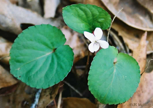 image of Viola blanda, Sweet White Violet