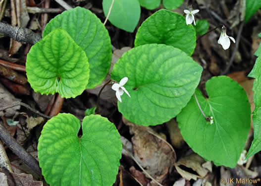 image of Viola blanda, Sweet White Violet